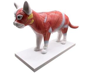 YRQMGSF Modèle d'anatomie de Torse de Chat 3D avec modèle de tête de Squelette de Cerveau de cœur pour l'apprentissage des étudiants en médecine, Affichage de l'éducation