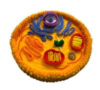 YRQMGSF Modèle de Cellule Animale - Kit de modèle de Cellule Animale 3D - pour Apprentissage en Laboratoire, étude en Classe, Outil éducatif