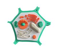 YRQMGSF Modèle de Cellule végétale en microstructure 3D Modèle Anatomique médical pour étude Affichage Enseignement Modèle médical