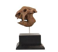 YRQMGSF Modèle de crâne de Dentotherium en résine Ornements de crâne d'animal Fossile imprimé en 3D Collection & Support pédagogique