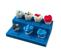 YRQMGSF Modèle de Dents de démonstration de préparation de cavité Dentaire, modèle de préparation de dent pour cavité Dentaire, pour décoration d'affichage de Clinique Dentaire