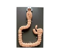 YRQMGSF Modèle de Structure du Gros intestin Humain Modèle éducatif de sigmoïdoscopie Modèle de Formation au Diagnostic intestinal pour l'enseignement médical