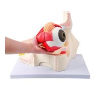 YRQMGSF Modèle de Structure orbitale Anatomique, modèle d'œil Amovible agrandissable, 4 Parties pour l'enseignement de l'étude de l'anatomie et de la physiologie
