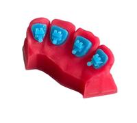 YRQMGSF Modèle Dentaire orthodontique des Dents, modèle de Communication Patient orthodontique imprimé en 3D, pour Les étudiants en odontologie et Les orthodontistes