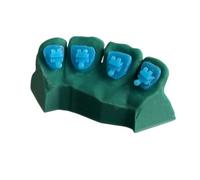 YRQMGSF Modèle Dentaire orthodontique des Dents, modèle de Communication Patient orthodontique imprimé en 3D, pour Les étudiants en odontologie et Les orthodontistes