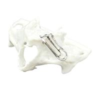 YRQMGSF Modèle d'implant Dentaire avec zygomatiques et Piercings d'aile Modèle d'enseignement 3D de mâchoire Extraction de Dents pour l'éducation et l'étude
