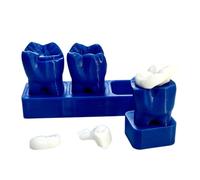 YRQMGSF Modèle d'Inlay Amovible - Modèle de Démonstration des Inlays Postérieurs Élevés - pour la Communication avec Les Patients Cadeaux pour Dentistes
