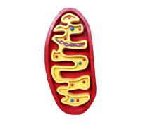 YRQMGSF Modèle Grossi Mitochondrial - Modèle Structurel des Cellules de la Crête Somatique - pour l'enseignement en Classe