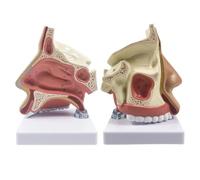YRQMGSF Modèle Humain d'anatomie nasale - modèle Anatomique de cavité buccale - Nez, Gorge, amygdales, rhinite, modèle structurel et organisationnel pour l'éducation Scientifique
