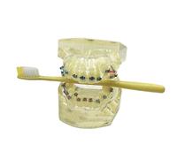 YRQMGSF Modèle orthodontique Dentaire - Modèle de dent de Typhon - Modèle de Dents d'anatomie avec la Brosse à Dents pour l'étude d'enseignement