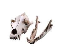 YRQMGSF Réplique de crâne de Vrai Loup en résine pour l'artisanat, référence pour la Recherche archéologique et Collection d'art