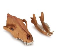 YRQMGSF Réplique de crâne de Vrai Loup en résine pour l'artisanat, référence pour la Recherche archéologique et Collection d'art