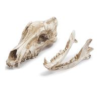 YRQMGSF Réplique de crâne de Vrai Loup en résine pour l'artisanat, référence pour la Recherche archéologique et Collection d'art