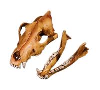 YRQMGSF Réplique de crâne de Vrai Loup en résine pour l'artisanat, référence pour la Recherche archéologique et Collection d'art
