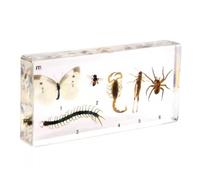 YRQMGSF Spécimen d'arthropode de résine - Spécimen réel d'histoire de développement et de Croissance d'insecte - pour l'outil d'enseignement de Science d'anatomie de biologie