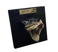 YRQMGSF Spécimen de crâne de Serpent en taxidermie Os de Serpent réel Squelette spécimen pour l'éducation Scientifique Art Mural Décoration intérieure