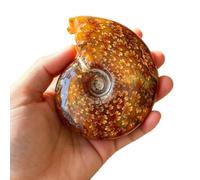 YRQMGSF Spécimen de fossile d'escargot de chrysanthème Feuille Cadeau de Collection et Article décoratif 13 * 10 cm