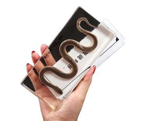 YRQMGSF Spécimen de Serpent Objet en Papier Animal Taxidermie - Spécimen de Squelette de Serpent - Aide pédagogique pour Cours de biologie