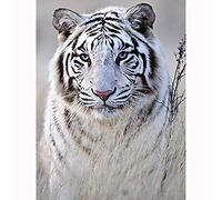 YRTMHU 5D Diamond Painting Personnalisé Prime Tigre blanc animal Cristal Strass Kits Peinture Diamant Broderie Point de Croix Artisanat pour Enfants Adultes Le Décor de Mur à la Maison 50x70cm