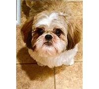 YSCOLOR Diamond Painting 5D Chien Diamant Peinture Kits Pour Adultes Enfants Débutants Kits De Forage Complet Shih Tzu Chien Cadeau Maison Décoration Murale Ch 30x40cm