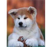YSCOLOR Diamond Painting 5D Diamant Peinture Akita Inu Chien Bricolage Rond Strass Diamants Adultes Par Numéro Peinture Art Kit Artisanat Décor À La Maison 30x40cm