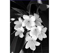 YSCOLOR Diamond Painting 5D Diamant Peinture Kits Blanc Et Noir Fleur Hortensia Perceuse Complète Perles Rondes Diamant Art Gemmes Pierre Kits De Bricolage Décoration Murale 30x40cm