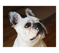 YSCOLOR Diamond Painting 5D Diamant Peinture Kits Bouledogue Français Bricolage Plein Foret Strass Broderie Photos Diamant Art Kits Pour Adultes Cadeau Z1885 30x40cm