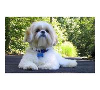 YSCOLOR Diamond Painting 5D Diamant Peinture Kits Pour Adultes Mignon Shih Tzu Chien Plein Foret Strass Diamant Art Peinture Animaux 30x40cm