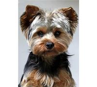 YSCOLOR Diamond Painting 5D Diy Diamant Peinture Kits Yorkshire Terrier Diamant Broderie Ronde Mosaïque Art Décor 30x40cm