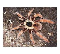 YSCOLOR Diamond Painting Araignée Diamant Peinture Par Numéros 5D Pleine Ronde Pour Débutants Kit Pour Adulte Enfants Maison Mur Art Décor 30x40cm