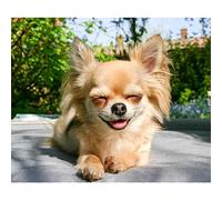 YSCOLOR Diamond Painting Bricolage 5D Complet Diamant Peinture Kits Mignon Petit Chihuahua Chien Rond Plein Forage Broderie Arts Artisanat 30x40cm