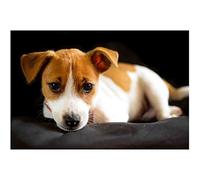 YSCOLOR Diamond Painting Bricolage 5D Diamant Peinture Chien Jack Russell Terrier Kit Numérique Rond Complet Diamant Kit Maison Décoration Murale Art Artisanat 30x40cm