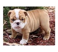 YSCOLOR Diamond Painting Bricolage Diamant Peinture Bouledogue Anglais Chien Rond Diamant Broderie Art Adulte Par Numéro Peinture Artisanat Kit Décor À La Maison 30x40cm