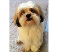 YSCOLOR Diamond Painting Bricolage Diamant Peinture Lhassa Apso Chien 5D Plein Rond Diamant Strass Adulte Par Numéro Peinture Art Kit Cadeau Décoratif 30x40cm