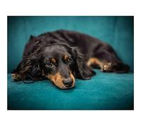 YSCOLOR Diamond Painting Bricolage Diamant Peinture Teckel Chien Plein Rond Strass Diamants Adulte Broderie Art Mosaïque Peinture Kit Cadeau Décor À La Maison 30x40cm