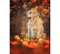 YSCOLOR Diamond Painting Broderie Diy Diamant Peinture Chien Et Feuilles Mortes Diamant Mosaïque Complet Ronde 5D Diamant Peinture Golden Retriever Sans Cadre 30X40Cm