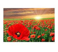 YSCOLOR Diamond Painting Complet De Diamants Broderie Fleur De Pavot 5D Diamant Peinture Point De Croix Mosaïque Coquelicots Paysage Cadeau De Noël 30X40cm