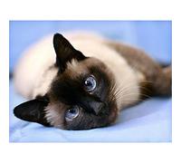 YSCOLOR Diamond Painting Complet Diamant Broderie Point De Croix Artisanat Siamois Chat Inachevé Décor Intérieur DIY 5D 2019 Diamant Peinture 30X40cm