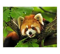 YSCOLOR Diamond Painting Complet Rond Diamant Broderie Animaux Panda Rouge DIY Diamant Peinture Modèle Strass Diamant Mosaïque Needlework 30X40Cm