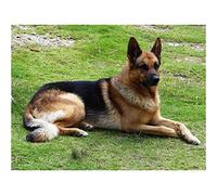 YSCOLOR Diamond Painting Diamant Peinture Berger Allemand Chien Bricolage Plein Rond Diamant Mosaïque Peinture Art Broderie Artisanat Kit Décor À La Maison Cadeau Z435 30x40cm