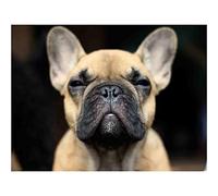 YSCOLOR Diamond Painting Diamant Peinture Bouledogue Français Chien Rond Strass Art Adulte Par Numéro Peinture Artisanat Kit Cadeau Décor À La Maison 30x40cm