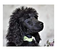 YSCOLOR Diamond Painting Diamant Peinture Chiens Mignon Noir Caniche 5D Diamant Art Kits Pour Adultes Mosaïque Artisanat Kits 30x40cm