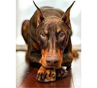 YSCOLOR Diamond Painting Diamant Peinture Doberman Chien Bricolage Strass Broderie Art Adulte Par Numéro Peinture Artisanat Kit Décor À La Maison Cadeaux 30x40cm