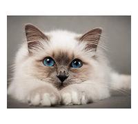 YSCOLOR Diamond Painting Diy 5D Kits Chat Pour Adultes Birman Chat Plein Perceuse Ronde Diamant Peintures Kit Strass Arts Artisanat Diamant Peintures Par Numéro Pour Enfants Débutants 30x40cm