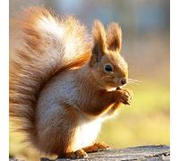 YSCOLOR Diamond Painting Écureuil 5D Diamant Rond Mosaïque Diamant Peinture Peinture DIY Complète Tour 3D Peinture Strass Point De Croix Broderie 30X30Cm