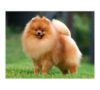 YSCOLOR Diamond Painting Kit 30x40 cm - Peinture en diamant pour adultes - Chiens - Cristal - Perceuse incluse - Non pliable