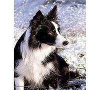 YSCOLOR Diamond Painting Kit De Diamant Peinture 5D Kits D'Art Diamantés Complets Kits De Peinture Par Numéro Cadeau Relax Border Collie Dans La Neige 30x40cm