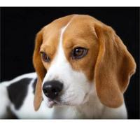 YSCOLOR Diamond Painting Kit De Diamant Peinture 5D Pour Adultes Beagles Chien Diamant Arts Artisanat 30x40cm