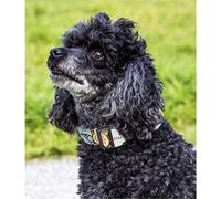 YSCOLOR Diamond Painting Kit De Diamant Peinture 5D Pour Adultes Caniche Noir Perceuse Complète Strass Diamant Art Peinture Animaux 30x40cm