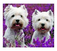 YSCOLOR Diamond Painting Kit De Diamant Peinture 5D Pour Adultes Deux Yorkshire Terriers Parmi Les Fleurs Peintures De Broderie Diamant Strass 30x40cm